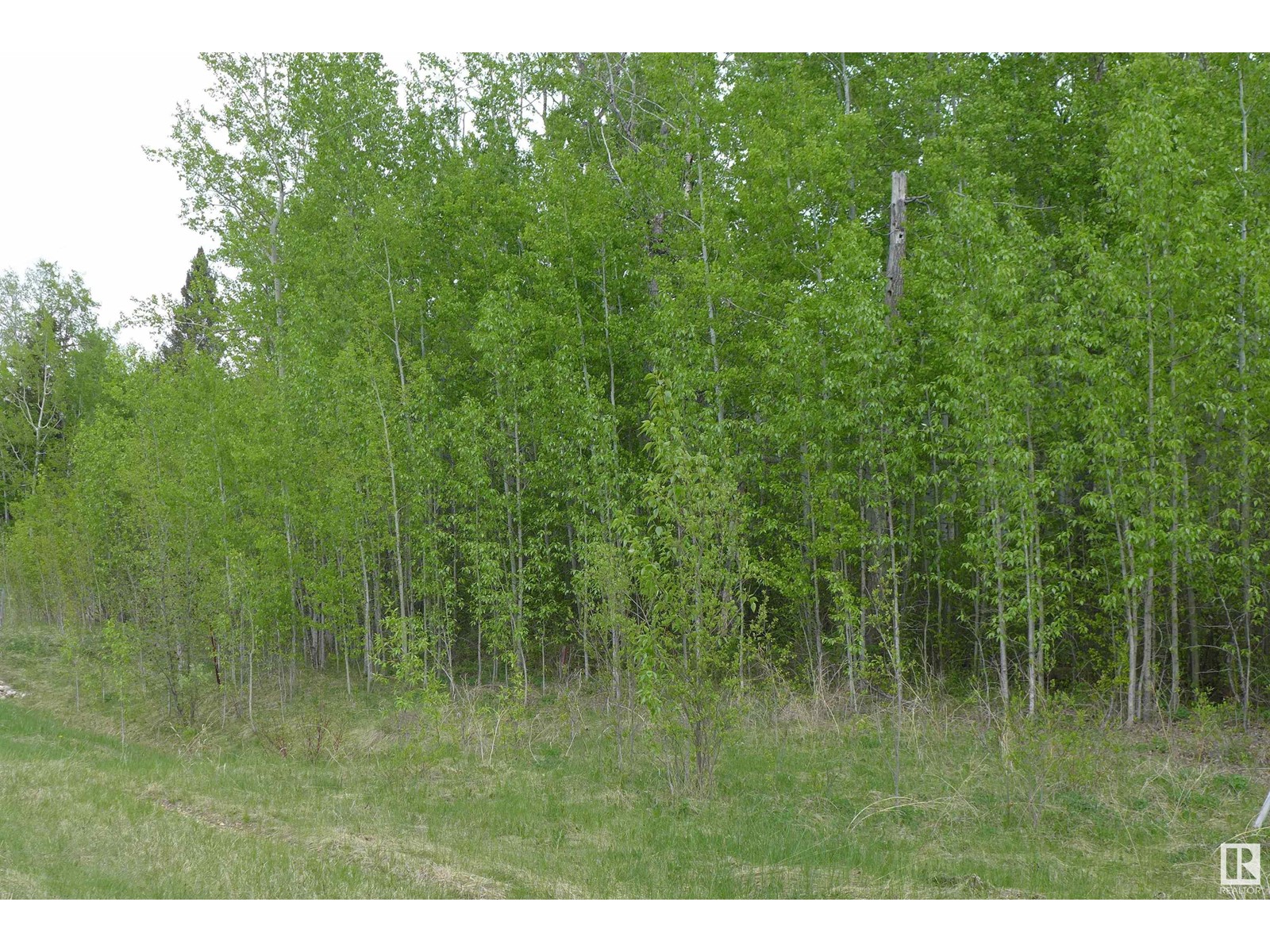 23 11032 - Hwy 13, Rural Wetaskiwin County, Alberta  T0C 2V0 - Photo 7 - E4437239