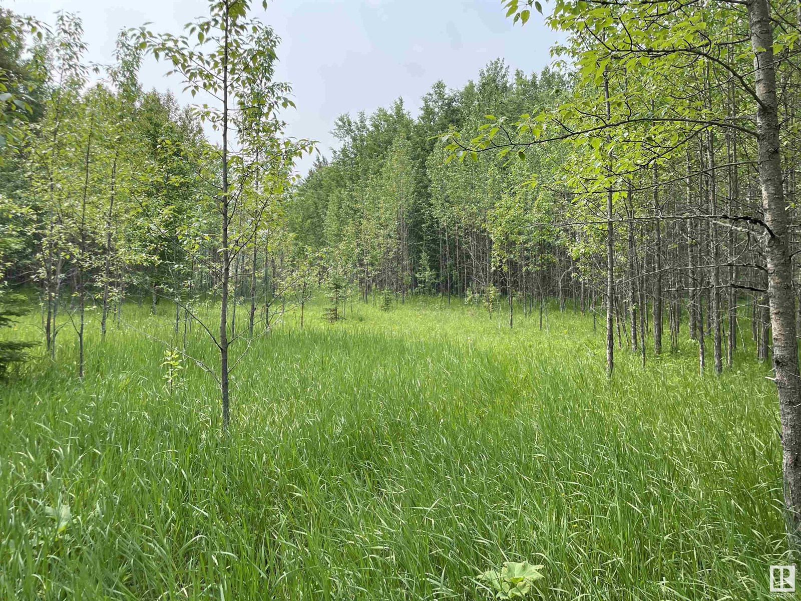 50 Street Mulhurst Bay, Rural Wetaskiwin County, Alberta  T0C 2C0 - Photo 4 - E4441324