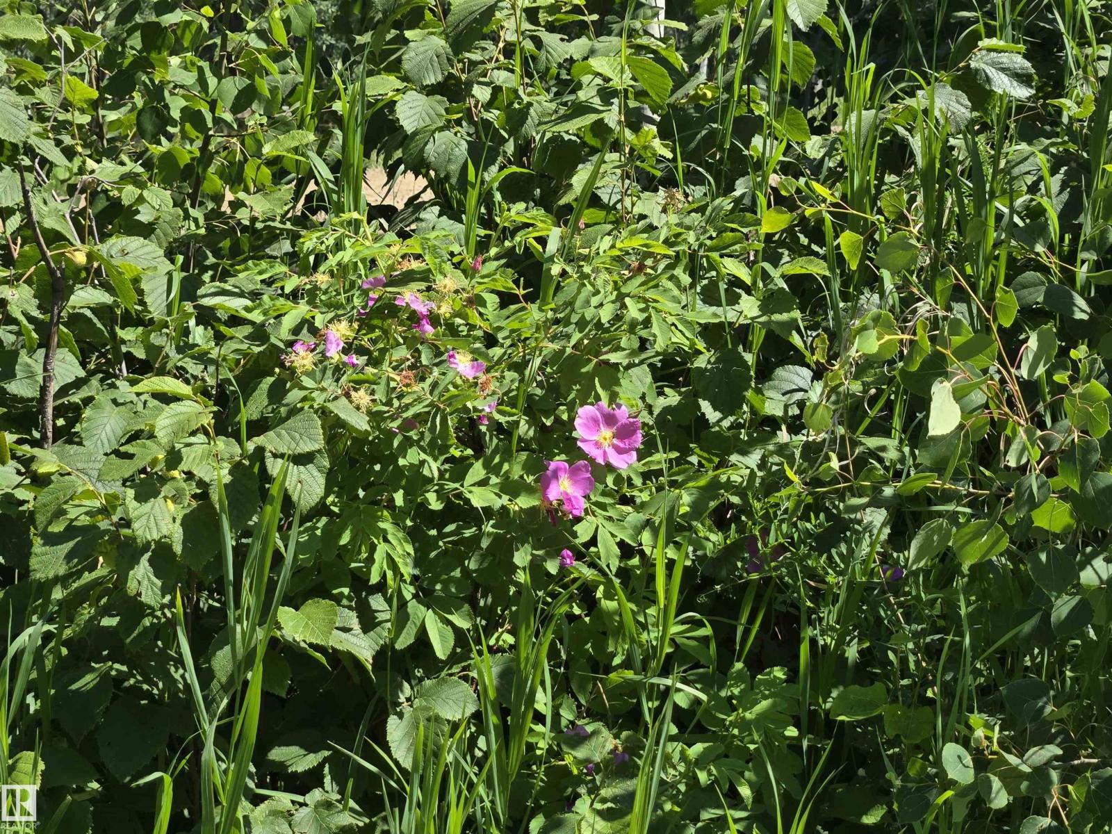54516 Rge Road 41, Rural Lac Ste. Anne County, Alberta  T0E 0L0 - Photo 3 - E4465601