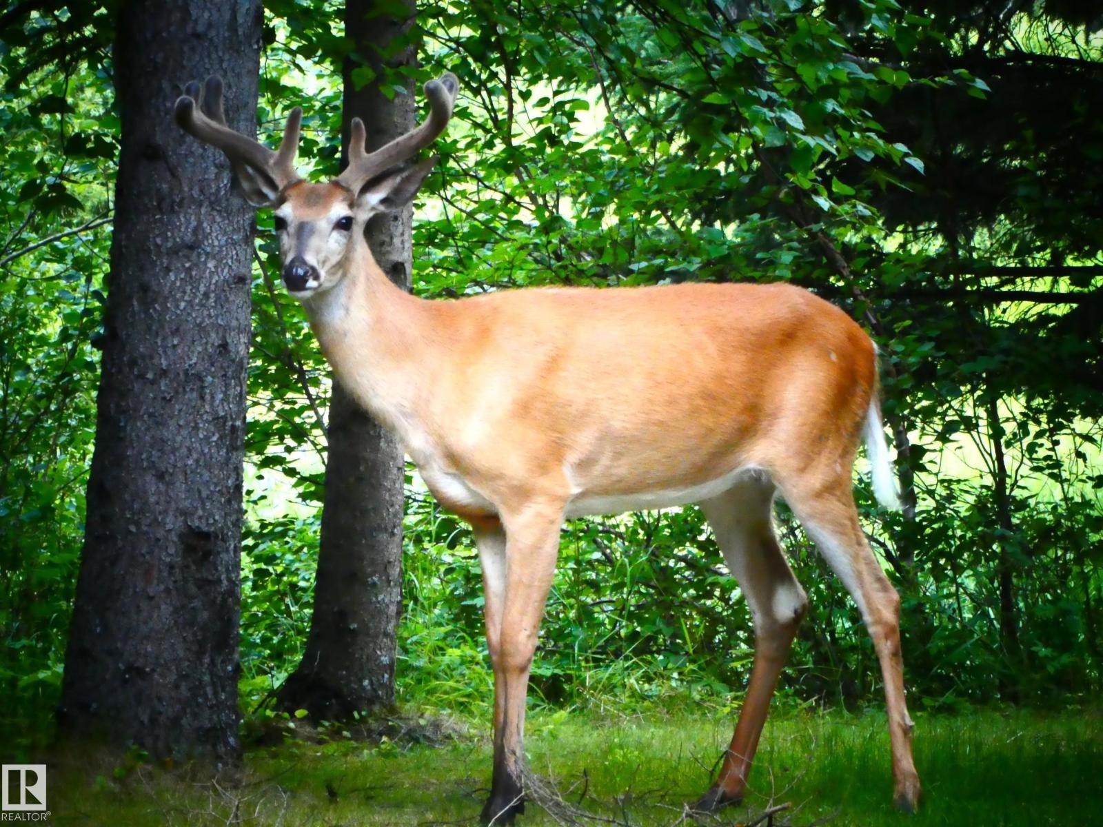 8316 Hwy 16a, Rural Yellowhead, Alberta T0E 0T0 - Photo 75 - E4479628