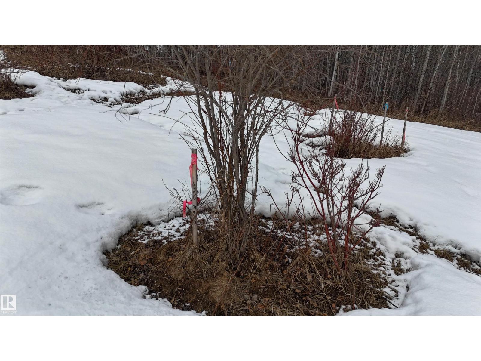 136 Birchwood Village Greens, Rural Brazeau County, Alberta T0C 1W0 - Photo 6 - E4480956