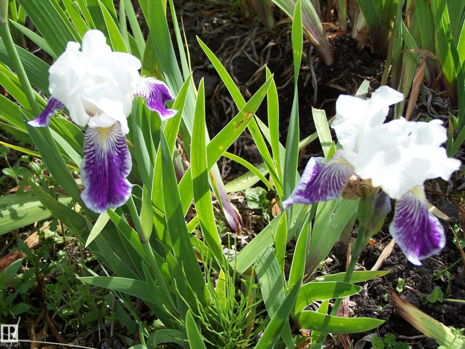 Main Street First Ave, Rural Parkland County, Alberta T0E 0S0 - Photo 34 - E4480984