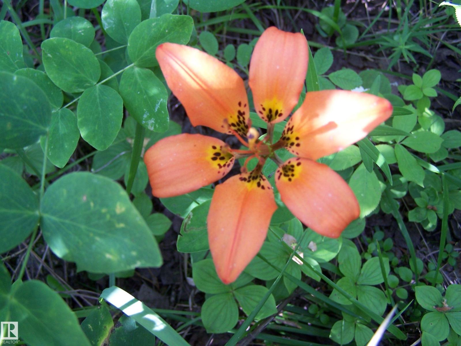 Main Street First Ave, Rural Parkland County, Alberta T0E 0S0 - Photo 37 - E4480984